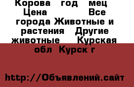 Корова 1 год 4 мец › Цена ­ 27 000 - Все города Животные и растения » Другие животные   . Курская обл.,Курск г.